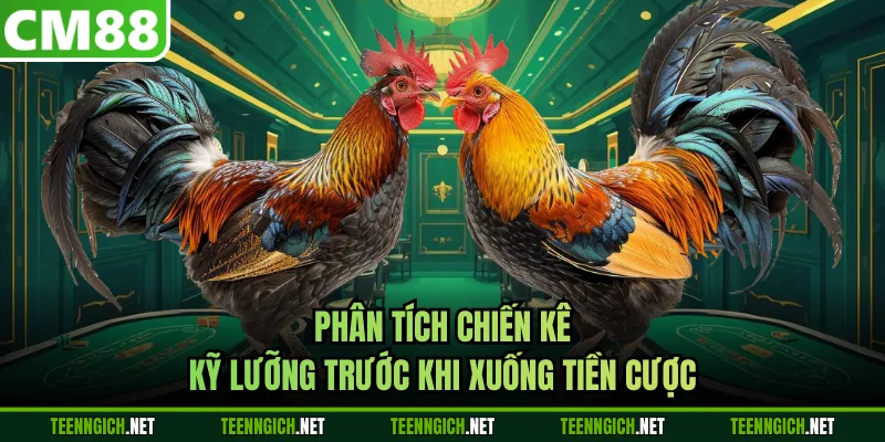 Phân tích chiến kê kỹ lưỡng trước khi xuống tiền cược